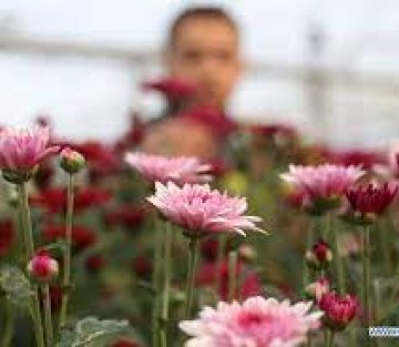 The Vital Role of Beauty Even in War Time