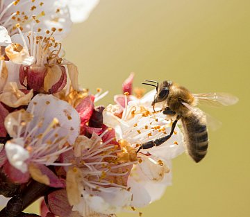 Mary Ann Brussat: Everyday Sacred Renaissance