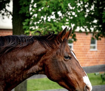 Real Leadership Lessons From Horses
