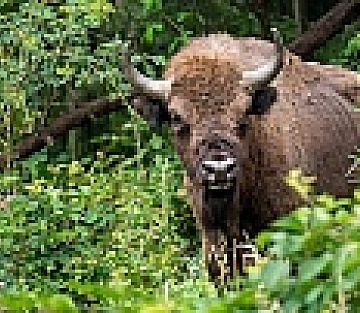 A Century After Vanishing, a Gentle Giant Returns