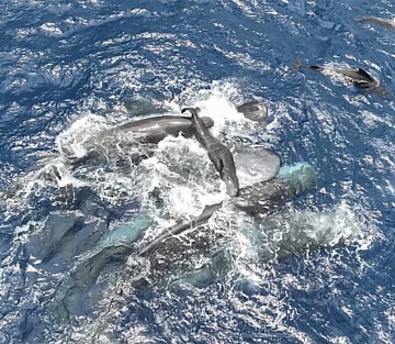 Witnessing a Whale Birth, Scientists Find a remarkable Amount of Teamwork
