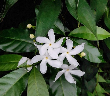 A Missed Goodbye, or Perhaps Not