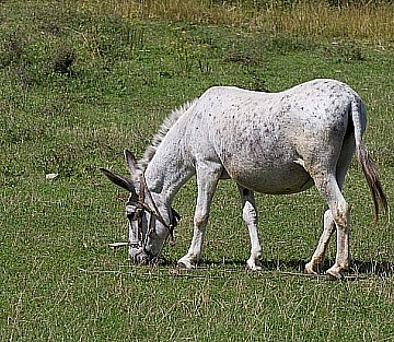 How Spain’s Donkey Brigade Kept a National Park Fire-Free