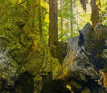 If I Were a 2,000 Year Old Tree