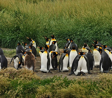 How a Kindergarten Teacher Became the Accidental Guardian of 200 King Penguins