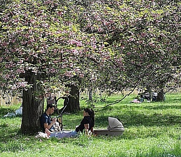 The French City That Champions Its Trees