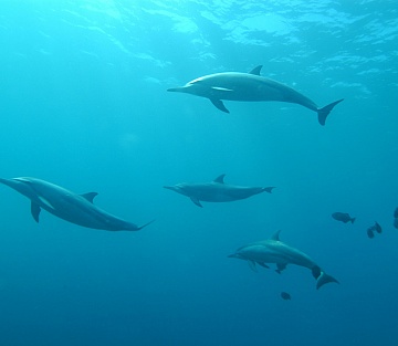 How Discarded Plastic Bottles Are Saving Dolphins
