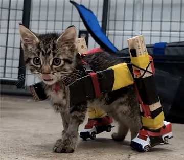 Hot Wheels Wheelchair for a Tiny Kitten