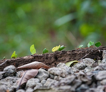 Five Decision-Making Lessons From Bugs
