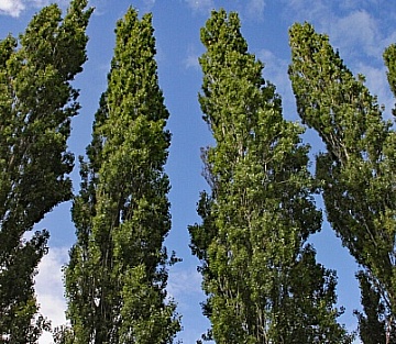 How Trees Stand Tall