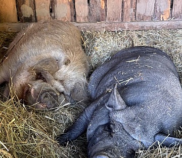 The Boar Who Slept in the Rain for Britney
