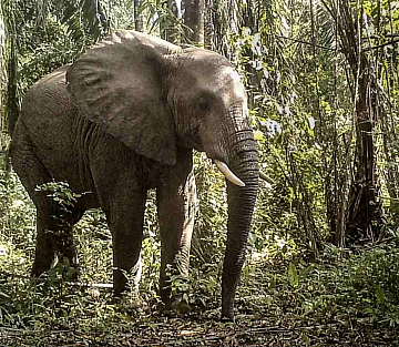 Tanzania's First Official Wildlife Corridor Is Good News for Elephants