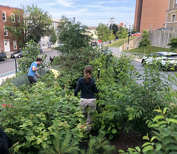 The Miniforest Movement Gains Ground in the U.S.