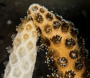 The Coral That Heals