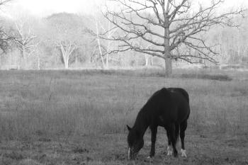 The Horse Whisperer