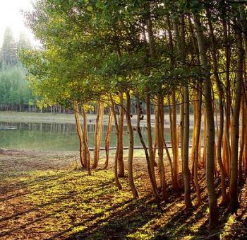 How Nature Affects the Brain