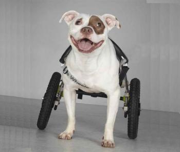 Inspiration on Wheels: Disabled Dogs Visit Rehab Patients