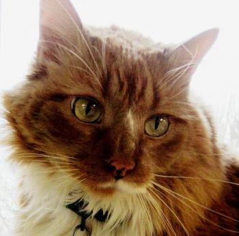 Cat Saves Owner Hours After Adoption