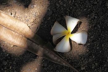 Rituals for Wastelands