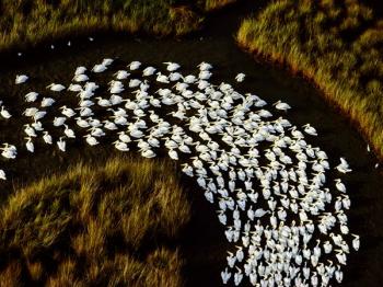 Orchestra of the Wild