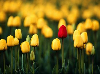 Confessions of a Late Bloomer