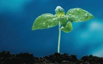 Food as Bridge to Jobs & Hope: Green Bridge Growers