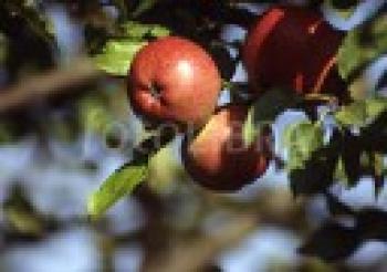 Meditations on an Apple