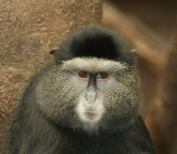 What Can Save the rainforest? Your Used Cell Phone