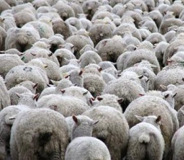 The Art of Making Wool