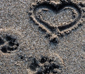 How Do You Say Goodbye to a Family Pet?