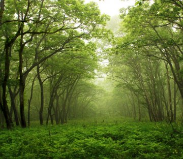 One Poem That Saved a Forest