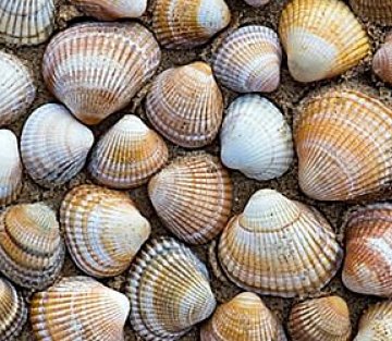 Surprising Lessons From Nature's Engineers