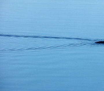 Our Everloving Quest to Control Our Lives