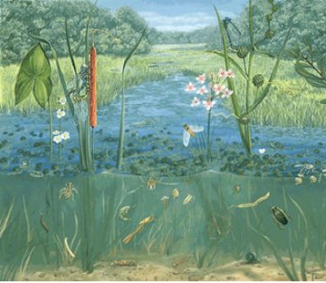 Thinking Like an Ecosystem