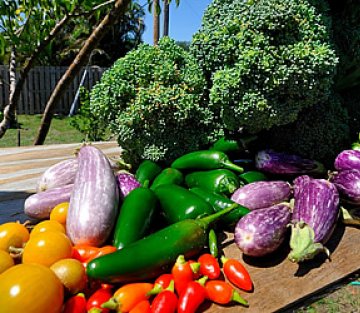 Former Dress Shop Owner Feeds Thousands Through Gardening