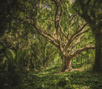 The Secret Life of Trees