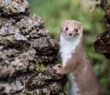 Living Like Weasels 