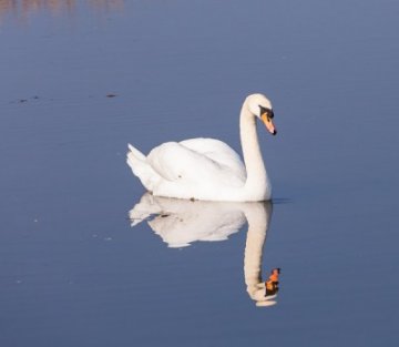 Inner Beauty