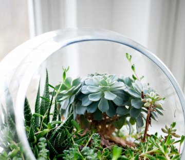 Become Your Own Greenspace