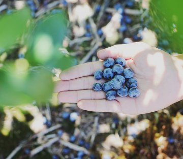 Blueberries & the Art of Being Present