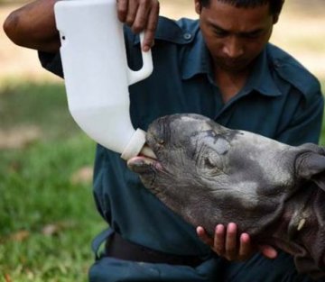 How a Determined Vet in Kaziranga Is Saving India's Orphan Animals