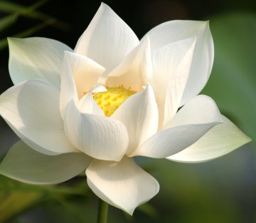 Blessing: the Intentional Practice and Gentle Art of Pierre Pradervand