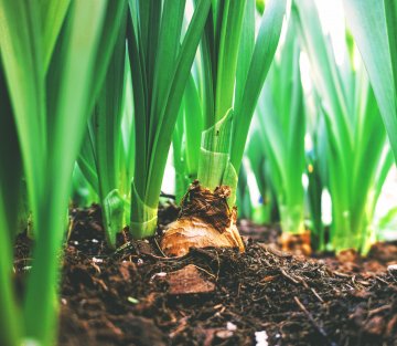 See the Seeds of Change Grown by One Bronx Woman 