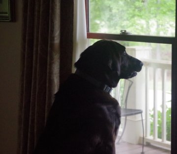 Ghost Dogs: an Act of Dog Part Ii