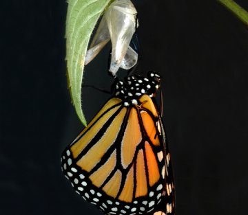 Three Stories of Healing + Transformation