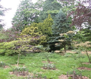 One Man Single-Handedly Plants Forest Bigger Than Central Park