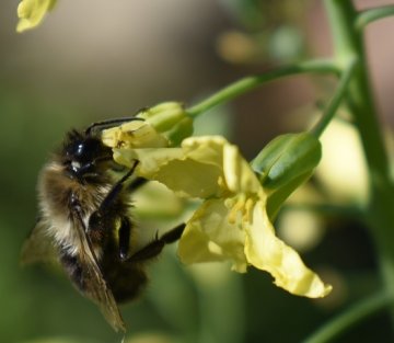 The Impermanence of Broccoli