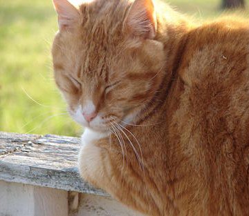 Why Your Brain Needs to Dream