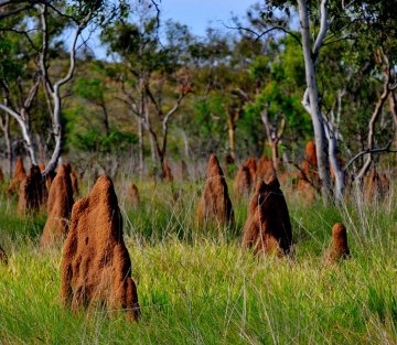 The Unplanned Organization: Learning From Nature's Emergent Creativity