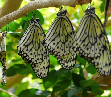 Bringing Life to Organizational Change